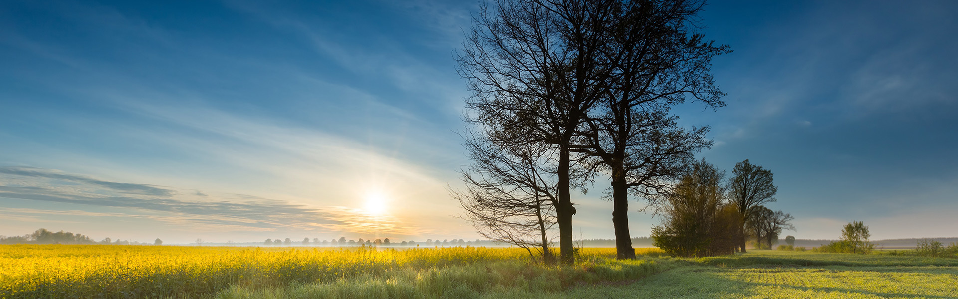 sunny meadow