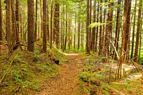 A path in green forest. 