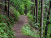 A dirt path runs through a lush forest. 