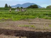 A group of young people stand in a vegetable field. 